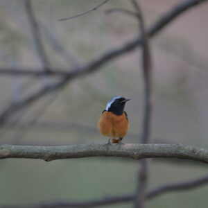 3 Days Bird Photography Tour