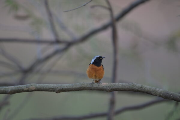 3 Days Bird Photography Tour